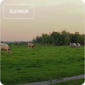 Vaches qui mangent dans un pré