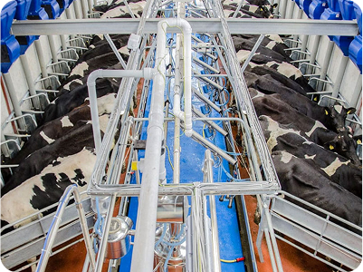 Salle de traite épi