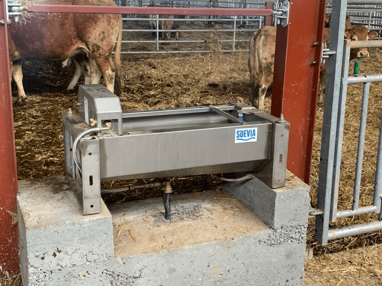 Abreuvoir dans une étable