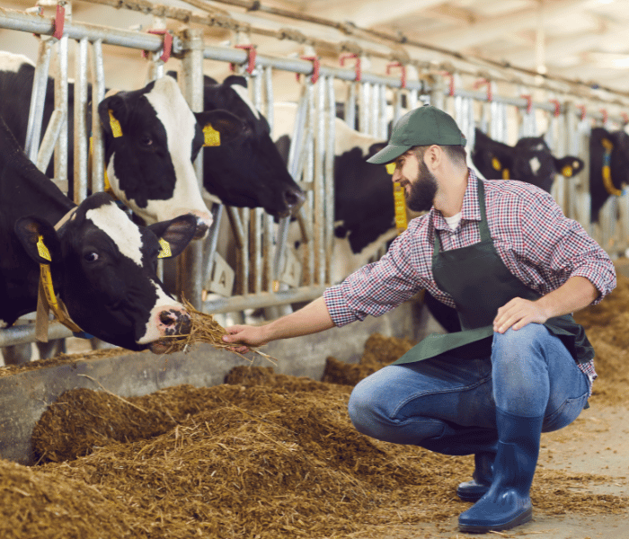 Éleveur donnant à manger à ses vaches