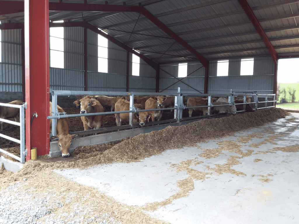 Vache dans un hangar